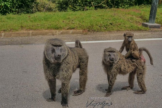 2 Days Chimpanzees trekking Tour and Canopy walk Adventure - Nyanza, Butare, and the value of the cultural stops