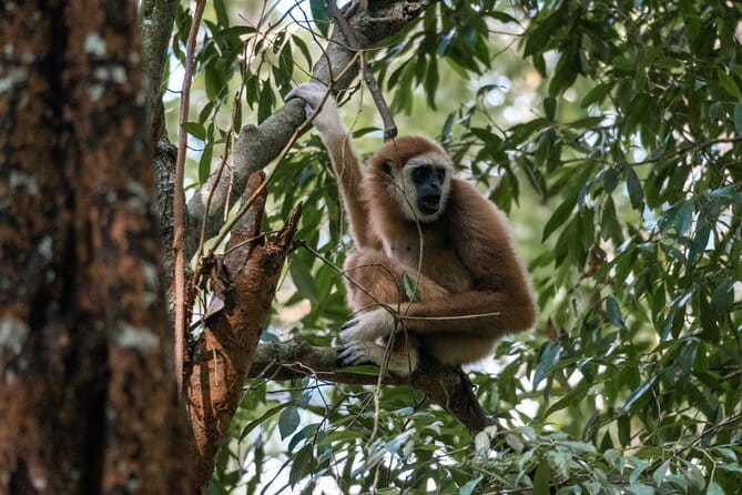2 Days Ethical Jungle Trek in Sumatra - Two days inside Gunung Leuser National Park