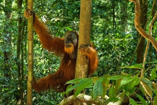2 Days Ethical Jungle Trek in Sumatra - One night at the jungle campsite