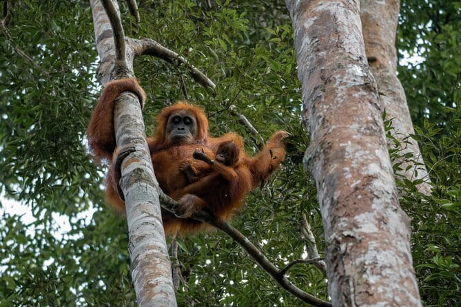 2 Days Ethical Jungle Trek in Sumatra - The second day and the river ride home