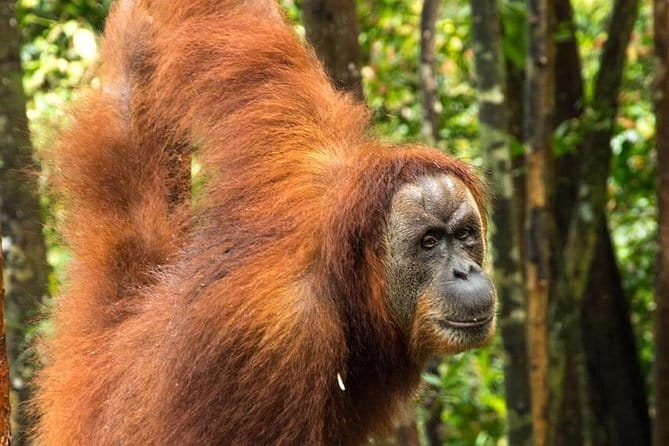 2 Days Ethical Jungle Trek in Sumatra - What the $157.05 price really covers