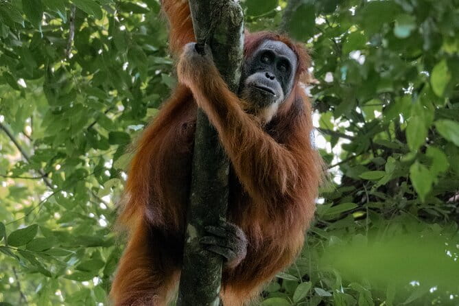 2 Days Ethical Jungle Trek in Sumatra - Looking for orangutans, gibbons, and forest life