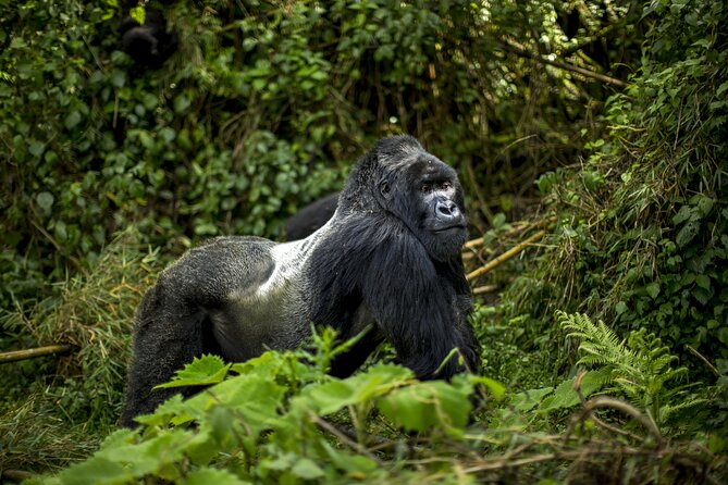 2 Days Gorilla & Golden Monkey Trekking Safaris - Canoeing through the Mukungwa countryside