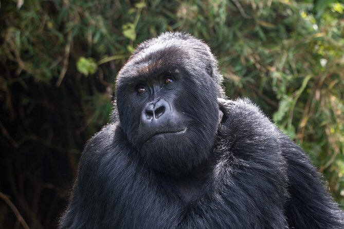 2 Days Gorilla & Golden Monkey Trekking Safaris - A night at Isange Paradise Resort
