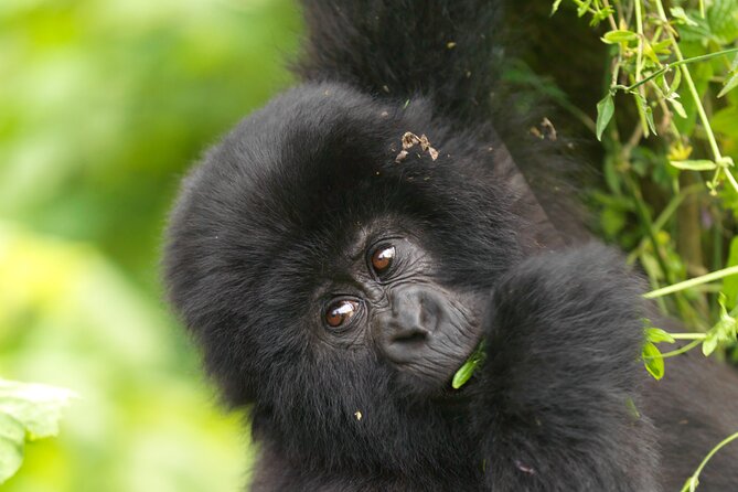 2 Days Gorilla & Golden Monkey Trekking Safaris - The gorilla trek and the hour that matters most