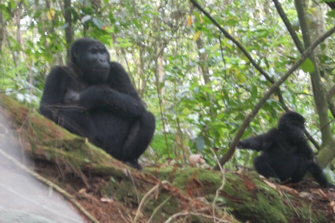2 Days Gorilla Trekking in Bwindi through Kigali - The Twin Lakes make day one more than a transfer