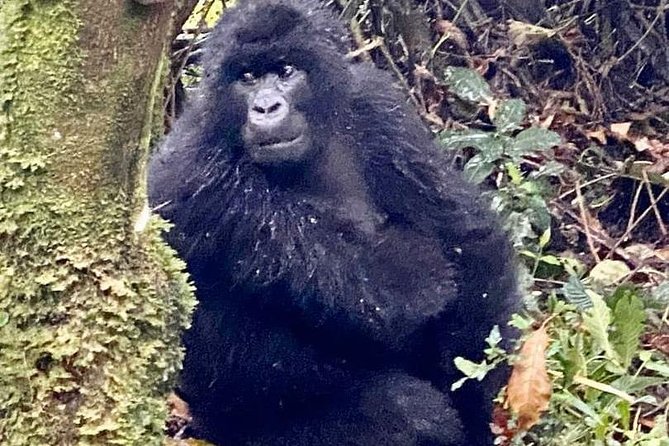 2 Days Gorilla Trekking Rwanda - Finding the gorillas in the jungle