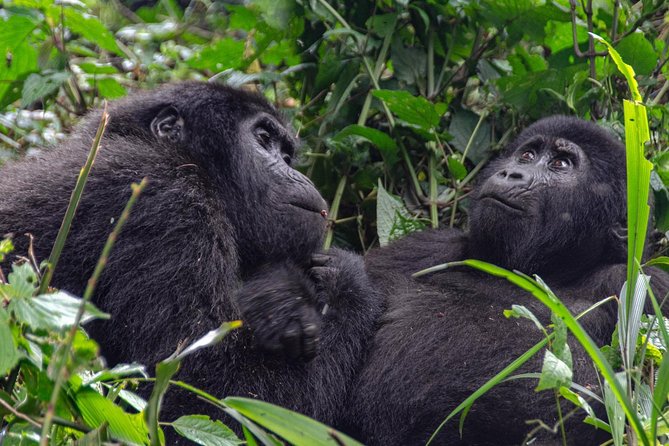 2 Days Gorilla Trekking Rwanda - Returning to Kigali and the airport