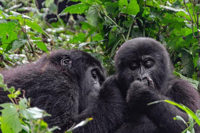 2 Days Gorilla Trekking Uganda - Day two: briefing, forest walking, and gorilla time