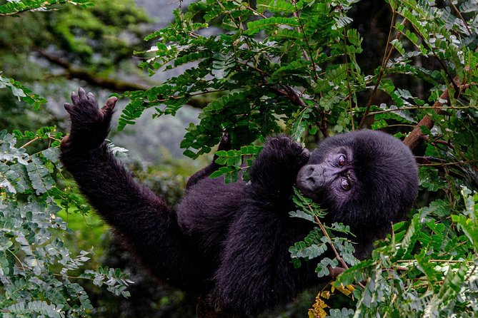 2 Days Gorilla Trekking Uganda - Returning to Kigali after the trek
