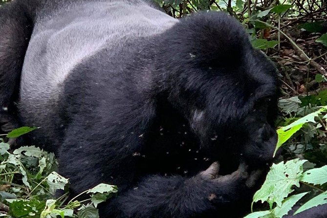 2 Days Gorilla Trekking Uganda - The border crossing and private vehicle advantage