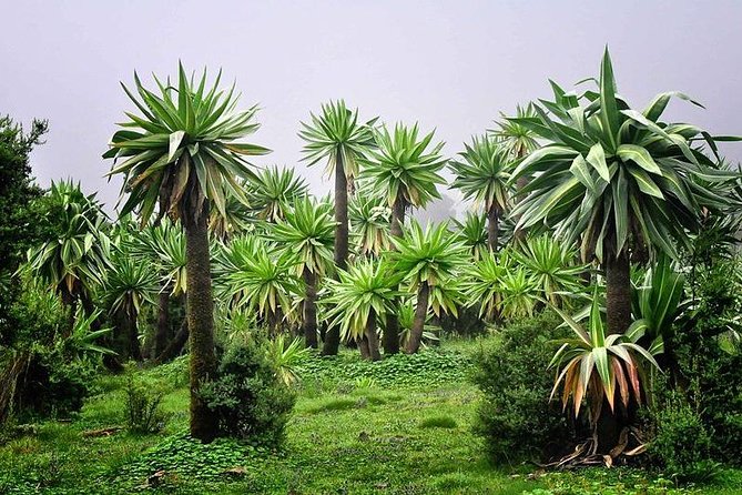 2 Days Simien Mountains Trekking - Who will enjoy this trip most