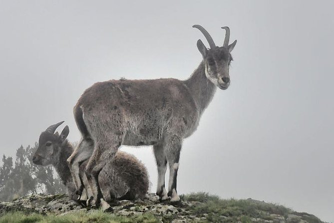 2 Days Simien Mountains Trekking - Booking, cancellation, and practical details