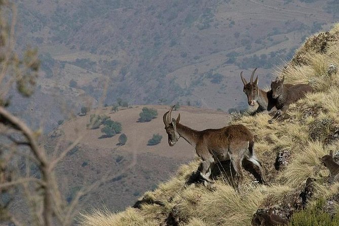 2 Days Simien Mountains Trekking - Day one: an easy introduction along the northern escarpment