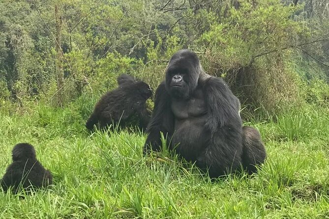 2 days Uganda Gorilla trekking - The guides and the private service