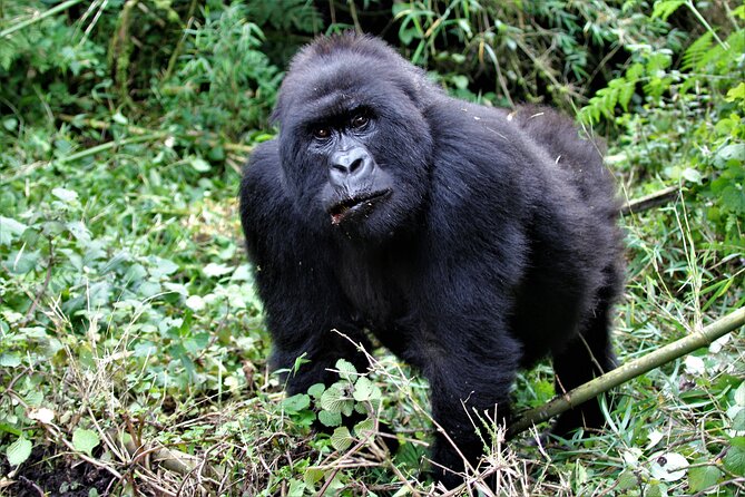 2 days Uganda Gorilla trekking - How the two-day format affects your comfort