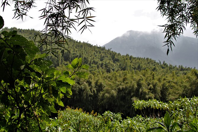 2 days Uganda Gorilla trekking - Day two in Bwindi Impenetrable National Park