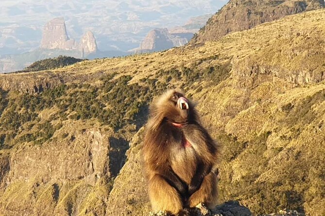 2 Nights 3 Days Trek to Semien Mountain - From Gondar to the high country near Sankobar