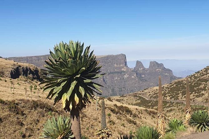 2 Nights 3 Days Trek to Semien Mountain - The guide, group size, and practical rhythm