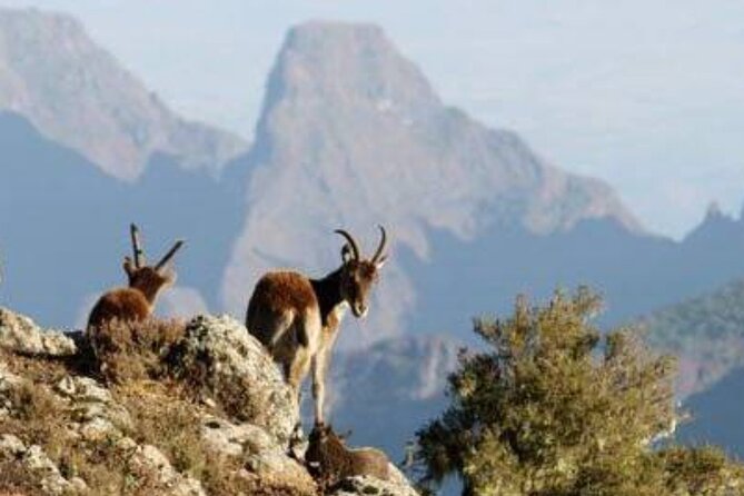 2 Nights 3 Days Trek to Semien Mountain - What $400 includes, and where the value lies