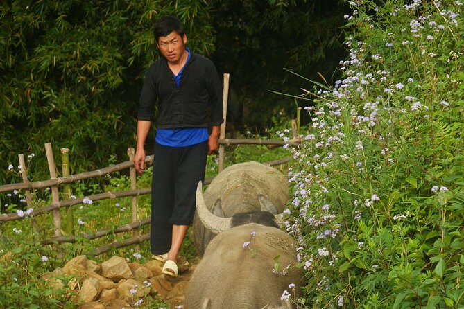 2D1N Buffalo trek by Hmong Sister House and Trekking - Is $110 a fair price?