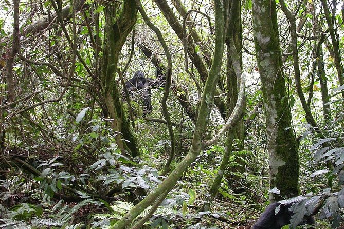 2days Bwindi NP gorilla trekking - What the service seems to get right