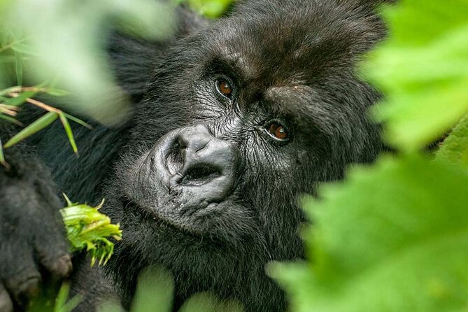3-Day Climax Guided Gorilla Trekking Mist and Batwa Safari - Why Bwindi makes this three-day trip special