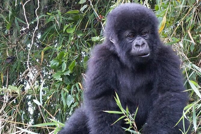 3-Day Climax Guided Gorilla Trekking Mist and Batwa Safari - Day 2: The gorilla trek and the morning briefing