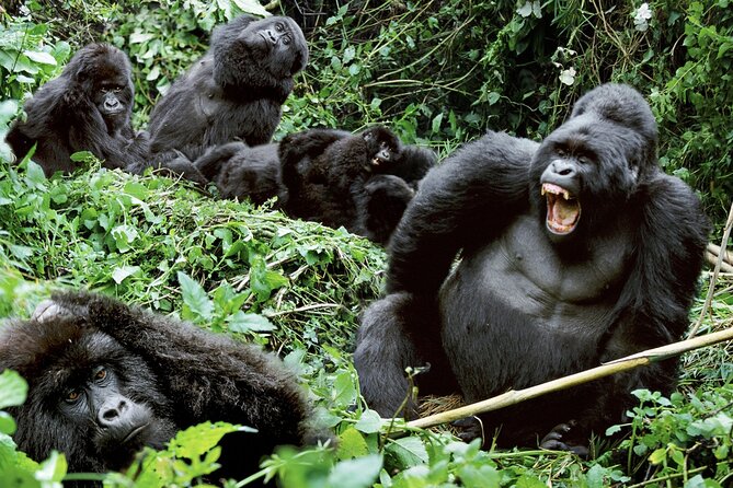 3-Day Climax Guided Gorilla Trekking Mist and Batwa Safari - Day 1: Kampala, the Equator, and the road to Buhoma