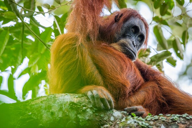 3-Day Ethical Orangutan Jungle Trek | Bukit Lawang, Sumatra - Key things to know before booking