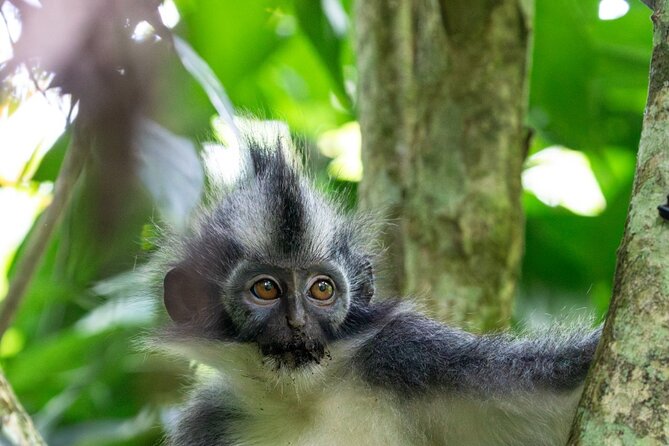 3-Day Ethical Orangutan Jungle Trek | Bukit Lawang, Sumatra - Three days where the forest sets the timetable