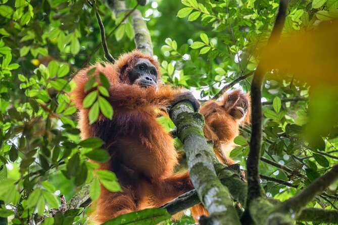3-Day Ethical Orangutan Jungle Trek | Bukit Lawang, Sumatra - Who should book this trek?