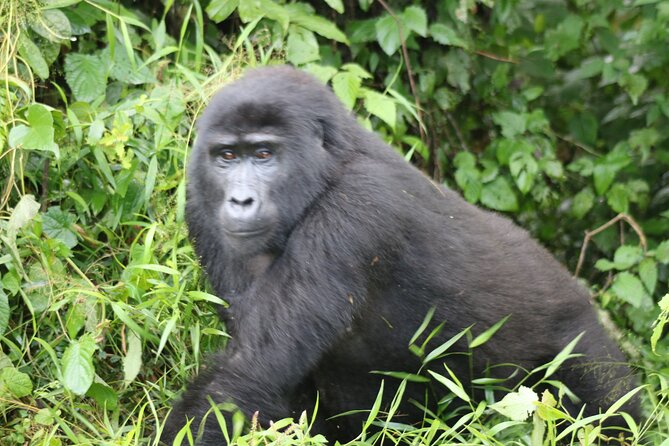 3 Day Gorilla Trek at Bwindi National Park via Kigali - Why this Kigali to Bwindi route makes sense