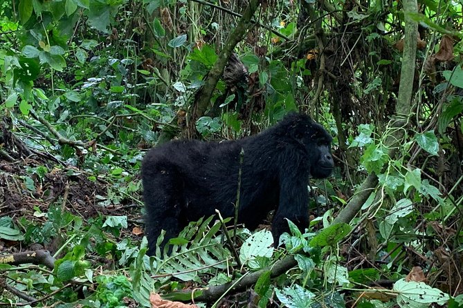 3 Day Gorilla Trek at Bwindi National Park via Kigali - The real value of the $1,940 price