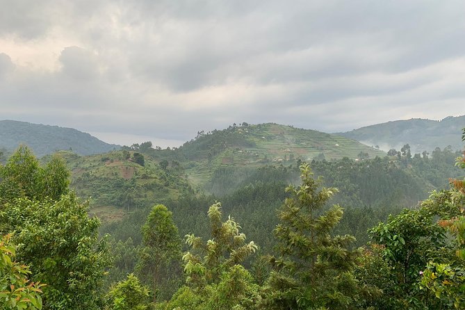3 Day Gorilla Trek at Bwindi National Park via Kigali - What the guides add to the trip