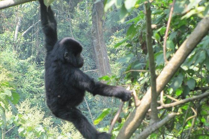 3-Day Gorilla Trekking Budget Safari in Uganda - Day 2: The main event in Bwindi Impenetrable Forest