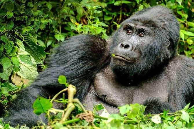 3-Day Gorilla Trekking Bunyonyi Mist Relaxation Safari - Day 1: From Entebbe across the Equator to Bwindi
