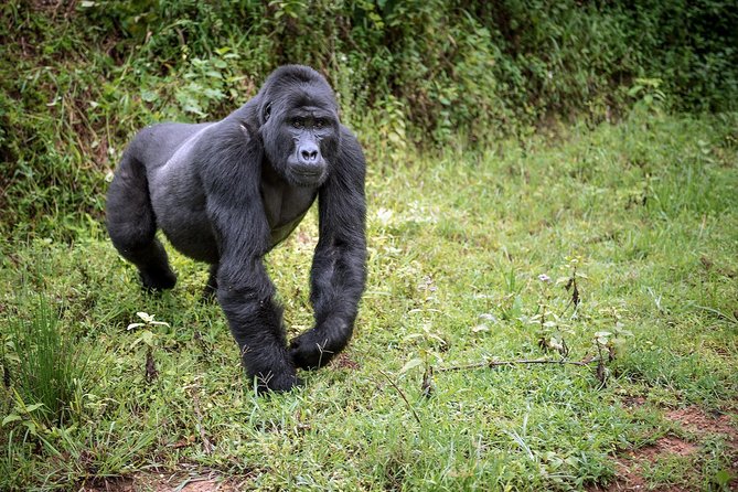 3-Day Gorilla Trekking Bunyonyi Mist Relaxation Safari - Physical effort, timing, and practical fit