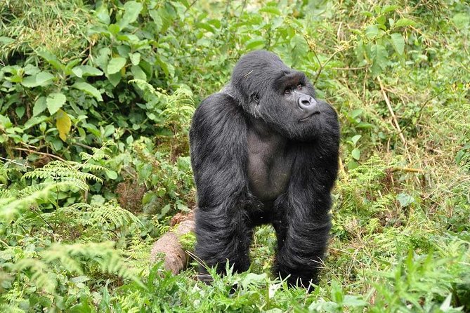 3-Day Gorilla Trekking Bunyonyi Mist Relaxation Safari - Service and organization