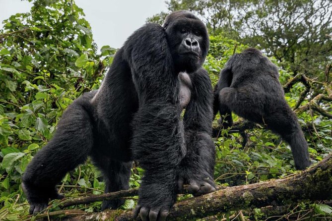 3-Day Gorilla Trekking Bunyonyi Mist Relaxation Safari - Should you book this gorilla safari?