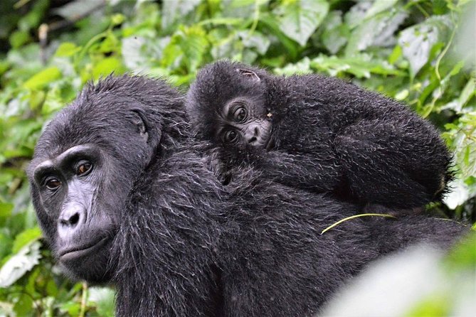 3-Day Gorilla Trekking Bunyonyi Mist Relaxation Safari - Day 2: Meeting Bwindi’s mountain gorillas