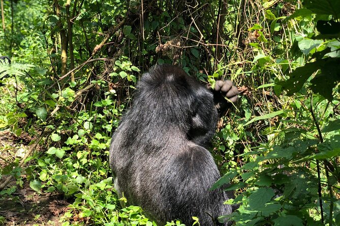 3 Day Gorilla Trekking Luxury Safari in Uganda - Why this three-day Uganda gorilla safari works