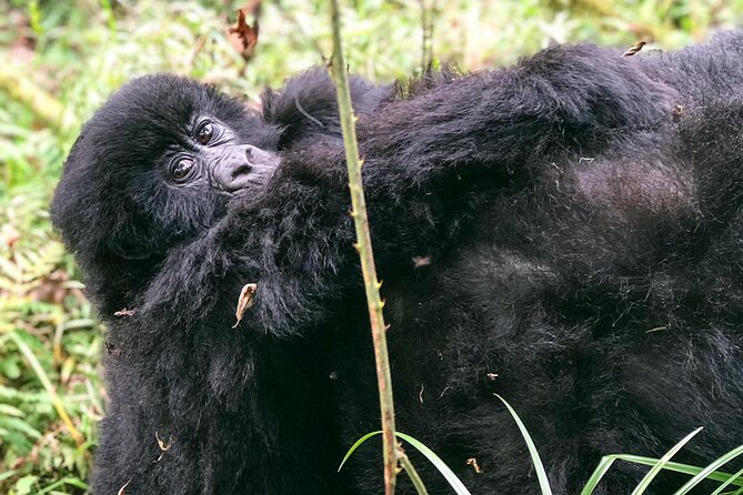 3 Day Gorilla Trekking Luxury Safari in Uganda - Day 3: returning through Kisoro or Kihihi