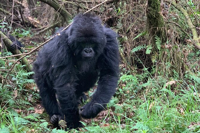 3 Day Gorilla Trekking Luxury Safari in Uganda - Planning with Bamboo Ecotours and Edison