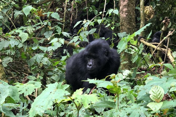 3 Day Gorilla Trekking Luxury Safari in Uganda - Day 2: tracking gorillas in Bwindi