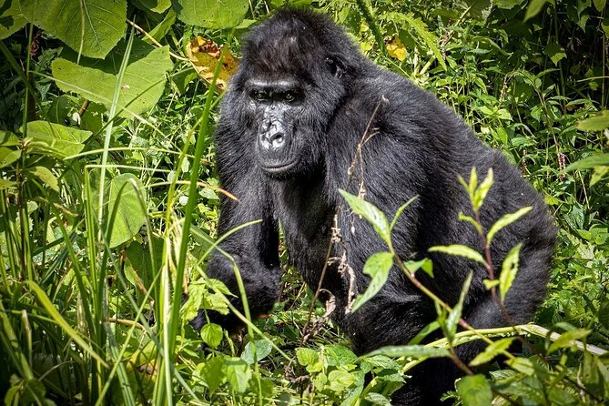 3-Day Gorilla Trekking safari in Bwindi Impenetrable Forest - The long return to Entebbe