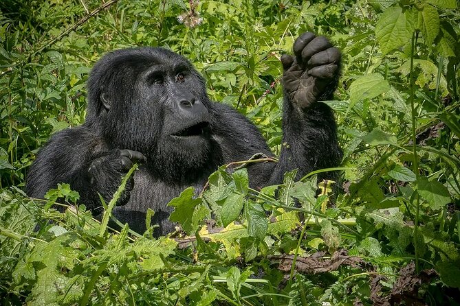 3-Day Gorilla Trekking safari in Bwindi Impenetrable Forest - What the $1,900 price covers