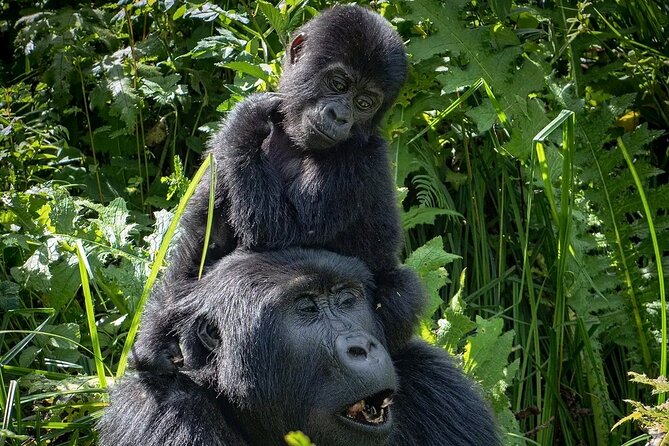 3-Day Gorilla Trekking safari in Bwindi Impenetrable Forest - Who should book this safari?