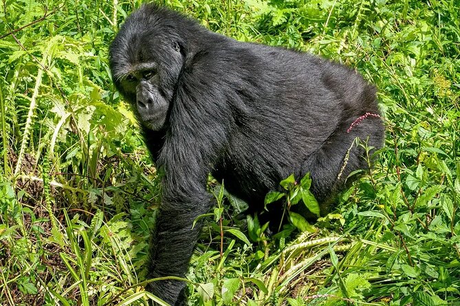 3-Day Gorilla Trekking safari in Bwindi Impenetrable Forest - Should you book the three-day Bwindi trek?