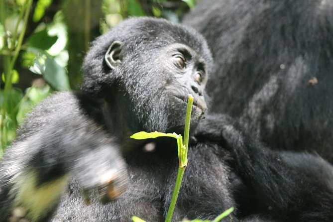 3-Day Gorillas trekking and Batwa Experience - Why Bwindi makes the long drive worthwhile